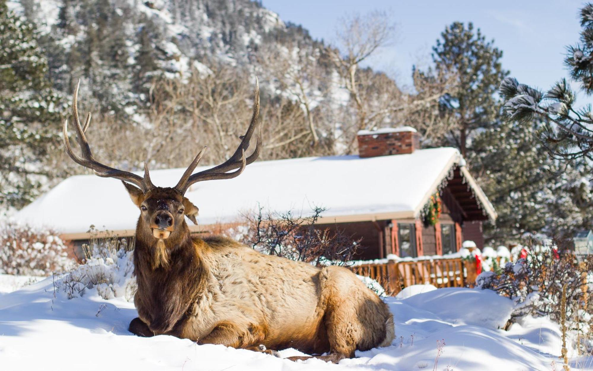 Mcgregor Mountain Lodge Estes Park Exterior photo